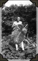 Giant leaves in New Guinea